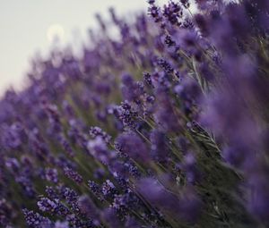 Preview wallpaper lavender, flowers, wildflowers, purple