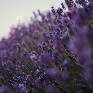 Preview wallpaper lavender, flowers, wildflowers, purple