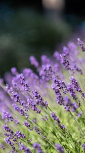 Preview wallpaper lavender, flowers, wildflowers, purple, herb