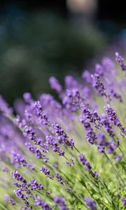 Preview wallpaper lavender, flowers, wildflowers, purple, herb