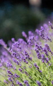 Preview wallpaper lavender, flowers, wildflowers, purple, herb