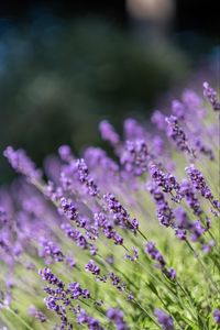 Preview wallpaper lavender, flowers, wildflowers, purple, herb