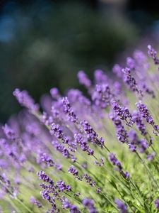 Preview wallpaper lavender, flowers, wildflowers, purple, herb