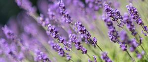 Preview wallpaper lavender, flowers, wildflowers, purple, herb