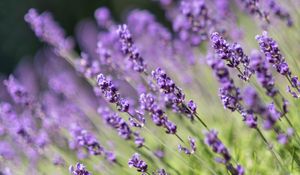 Preview wallpaper lavender, flowers, wildflowers, purple, herb