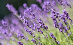 Preview wallpaper lavender, flowers, wildflowers, purple, herb