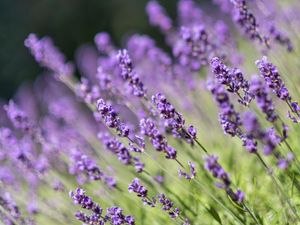 Preview wallpaper lavender, flowers, wildflowers, purple, herb