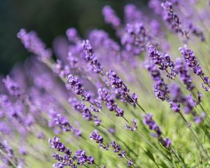 Preview wallpaper lavender, flowers, wildflowers, purple, herb