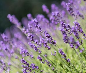 Preview wallpaper lavender, flowers, wildflowers, purple, herb