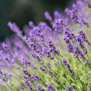 Preview wallpaper lavender, flowers, wildflowers, purple, herb