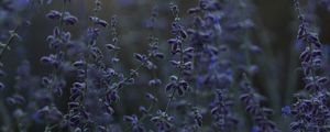 Preview wallpaper lavender, flowers, wildflowers, bloom