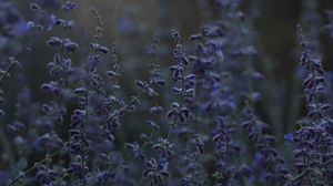 Preview wallpaper lavender, flowers, wildflowers, bloom