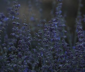 Preview wallpaper lavender, flowers, wildflowers, bloom