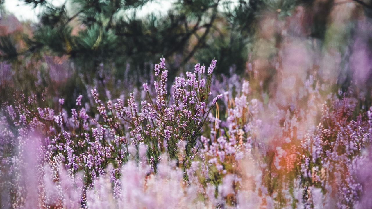 Wallpaper lavender, herb, field, wildflowers