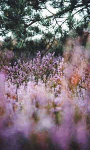 Preview wallpaper lavender, herb, field, wildflowers