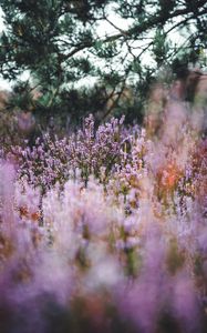 Preview wallpaper lavender, herb, field, wildflowers