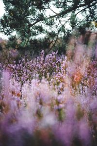 Preview wallpaper lavender, herb, field, wildflowers