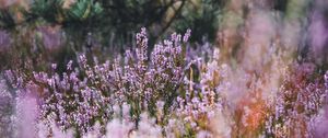 Preview wallpaper lavender, herb, field, wildflowers