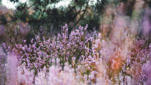 Preview wallpaper lavender, herb, field, wildflowers