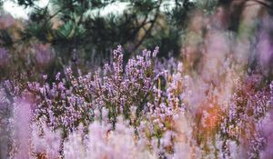 Preview wallpaper lavender, herb, field, wildflowers