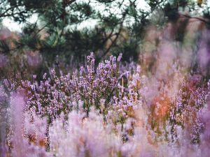 Preview wallpaper lavender, herb, field, wildflowers