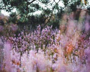 Preview wallpaper lavender, herb, field, wildflowers