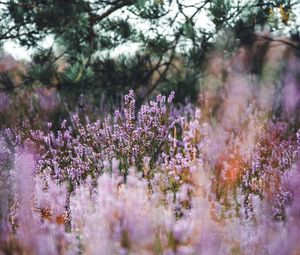 Preview wallpaper lavender, herb, field, wildflowers