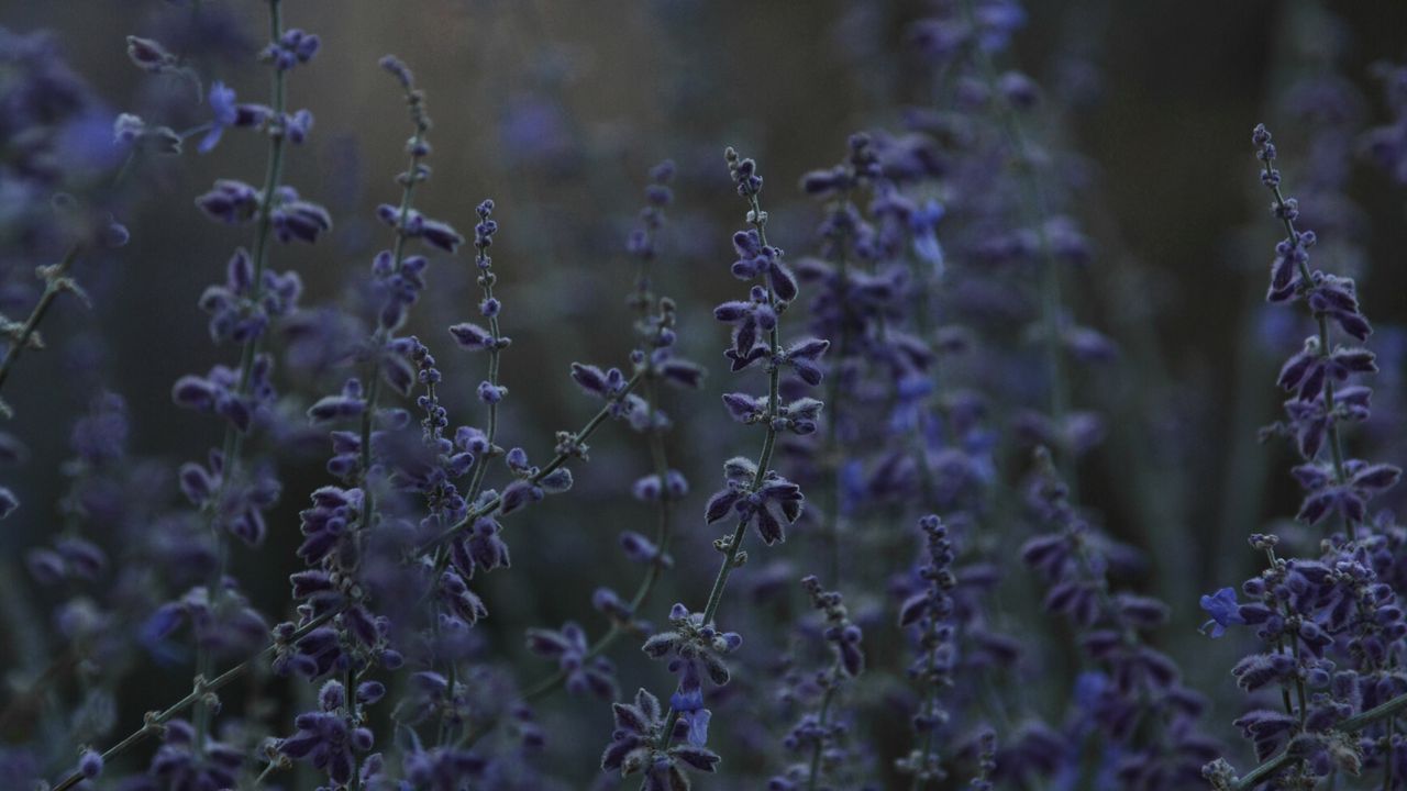 Wallpaper lavender, herb, wildflowers, dusk