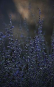 Preview wallpaper lavender, herb, wildflowers, dusk