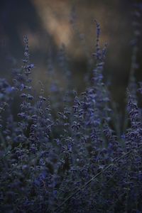 Preview wallpaper lavender, herb, wildflowers, dusk