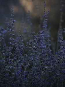 Preview wallpaper lavender, herb, wildflowers, dusk