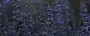 Preview wallpaper lavender, herb, wildflowers, dusk