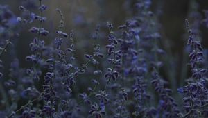 Preview wallpaper lavender, herb, wildflowers, dusk