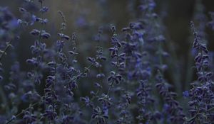 Preview wallpaper lavender, herb, wildflowers, dusk