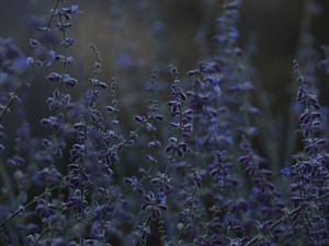 Preview wallpaper lavender, herb, wildflowers, dusk