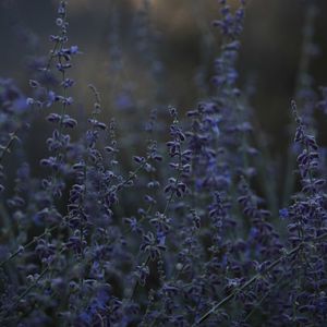 Preview wallpaper lavender, herb, wildflowers, dusk