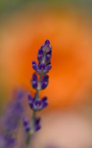 Preview wallpaper lavender, inflorescence, purple, blur, flower