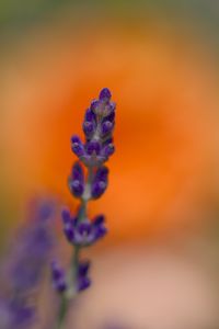 Preview wallpaper lavender, inflorescence, purple, blur, flower