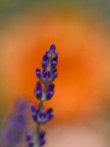 Preview wallpaper lavender, inflorescence, purple, blur, flower