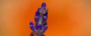 Preview wallpaper lavender, inflorescence, purple, blur, flower