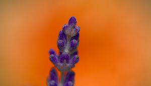 Preview wallpaper lavender, inflorescence, purple, blur, flower