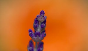 Preview wallpaper lavender, inflorescence, purple, blur, flower