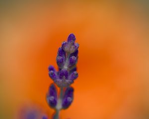 Preview wallpaper lavender, inflorescence, purple, blur, flower