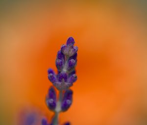 Preview wallpaper lavender, inflorescence, purple, blur, flower