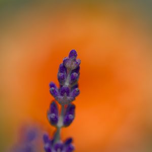 Preview wallpaper lavender, inflorescence, purple, blur, flower