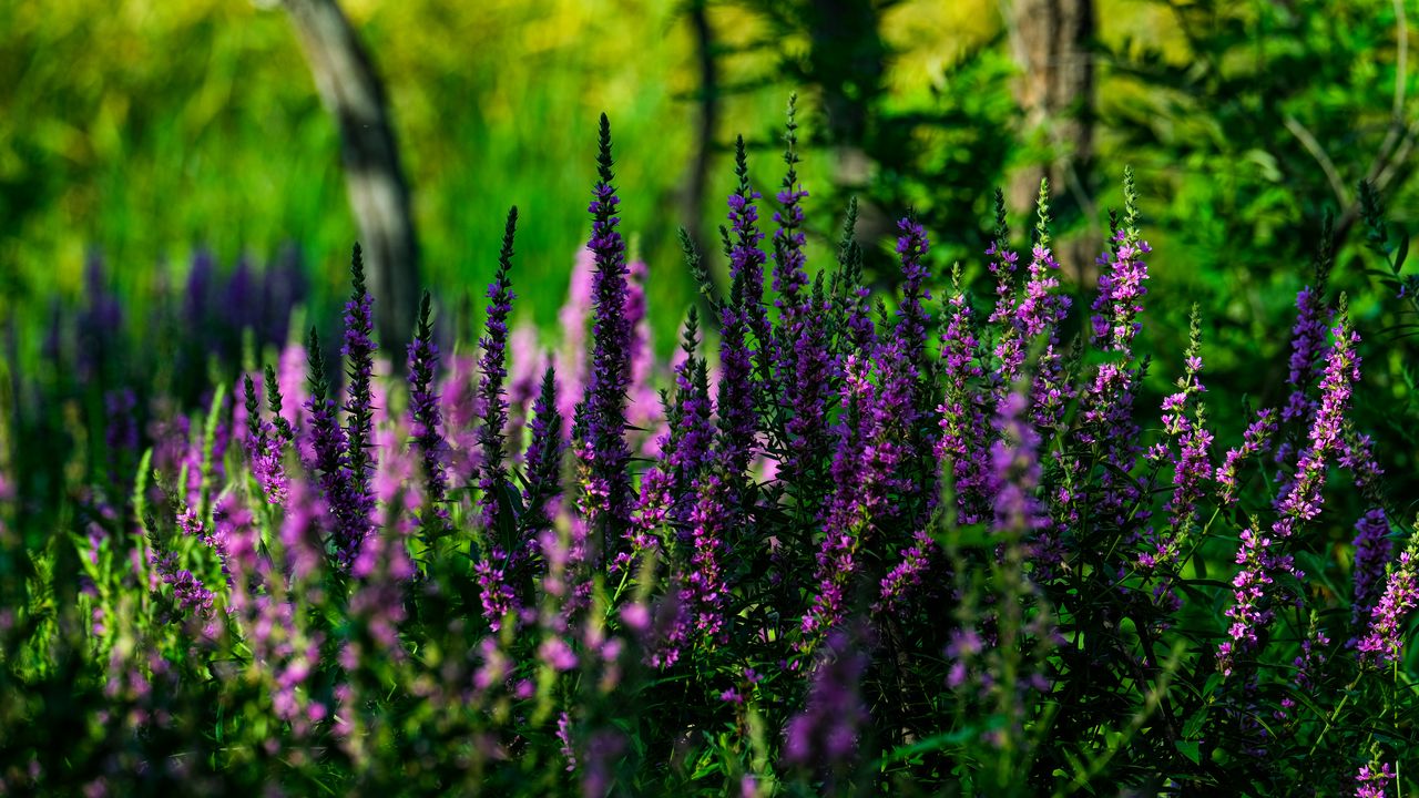 Wallpaper lavender, inflorescences, flowers, blur hd, picture, image