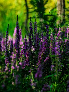 Preview wallpaper lavender, inflorescences, flowers, blur