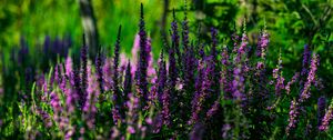 Preview wallpaper lavender, inflorescences, flowers, blur