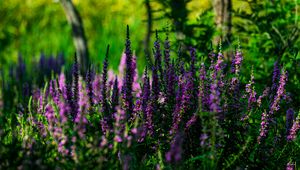 Preview wallpaper lavender, inflorescences, flowers, blur