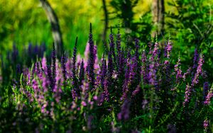 Preview wallpaper lavender, inflorescences, flowers, blur